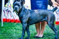 Cane corso italiano